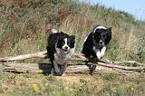 BORDER COLLIE 306